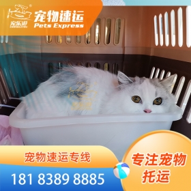 丽江宠物托运猫狗公司