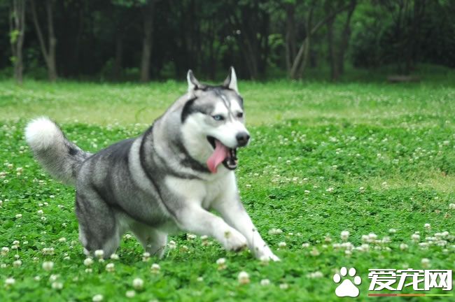 哈士奇幼犬怎么训练 哈士奇幼犬训练方法