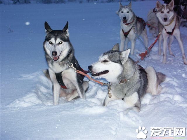 哈士奇幼犬怎么训练 哈士奇幼犬训练方法